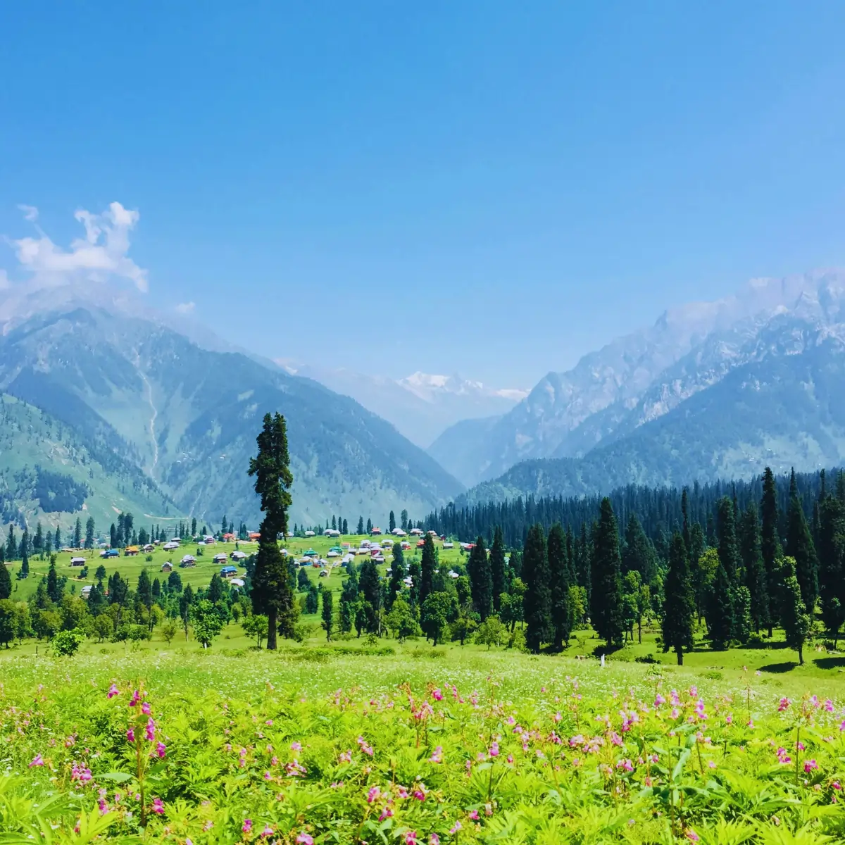 local tours - kashmir - 3